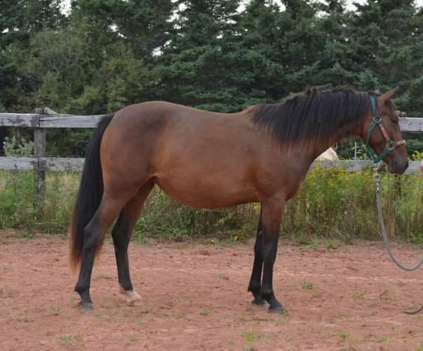 field-hunter-warmblood-horse