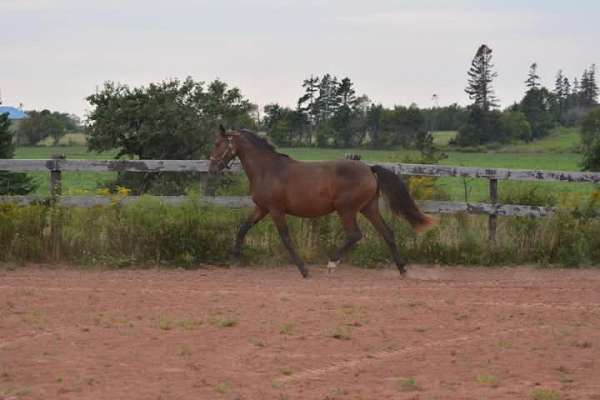 jumper-warmblood-horse