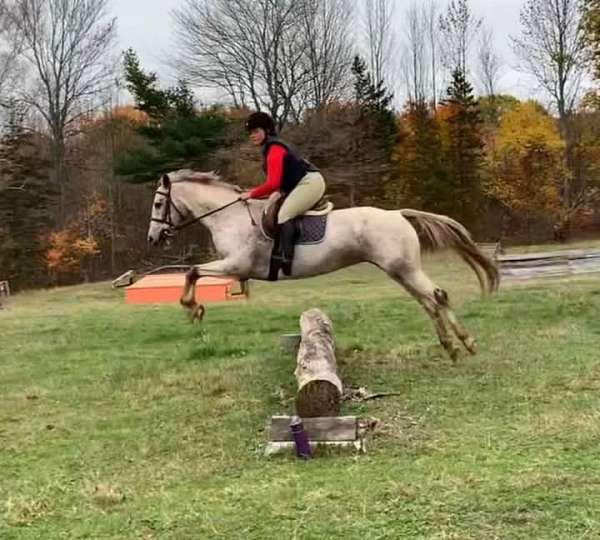 hunter-jumper-knabstrupper-horse