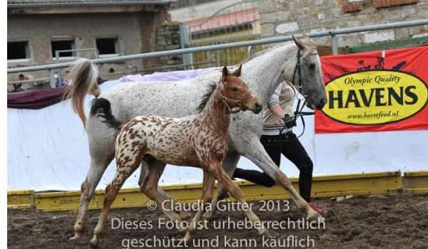 show-jumping-knabstrupper-horse