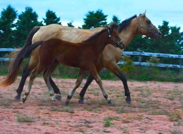 bay-star-horse