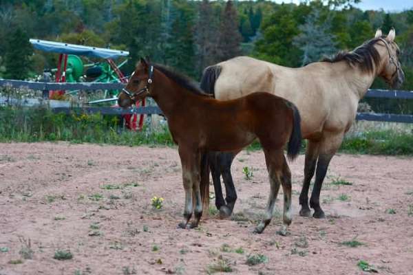 all-around-quarter-horse