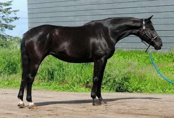 breeding-stallion-hanoverian-horse