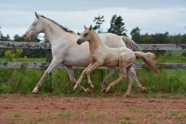 white-knabstrupper-mare