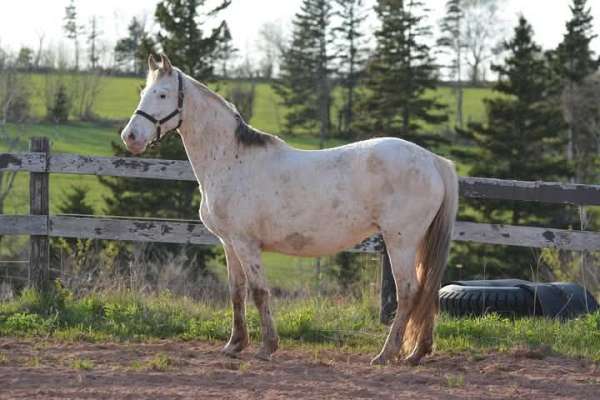 white-cwhba-mare