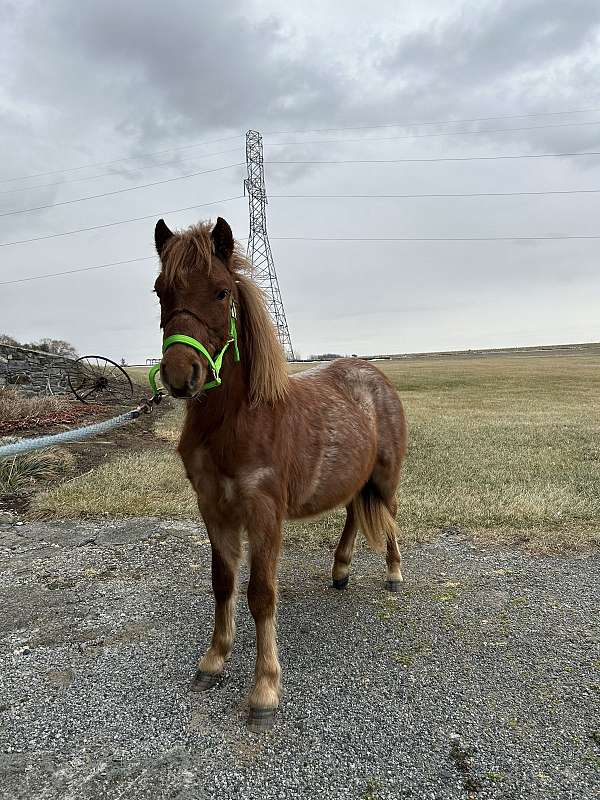 pony-for-sale