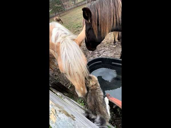 lead-or-ride-tennessee-walking-horse