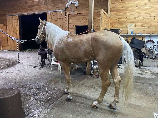 long-mane-tennessee-walking-horse