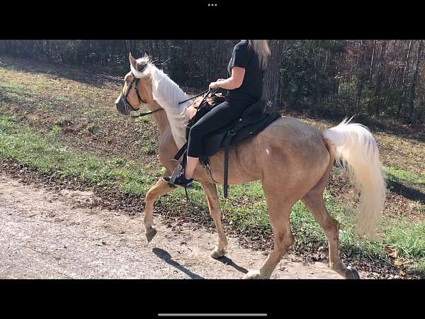 awesome-tennessee-walking-horse