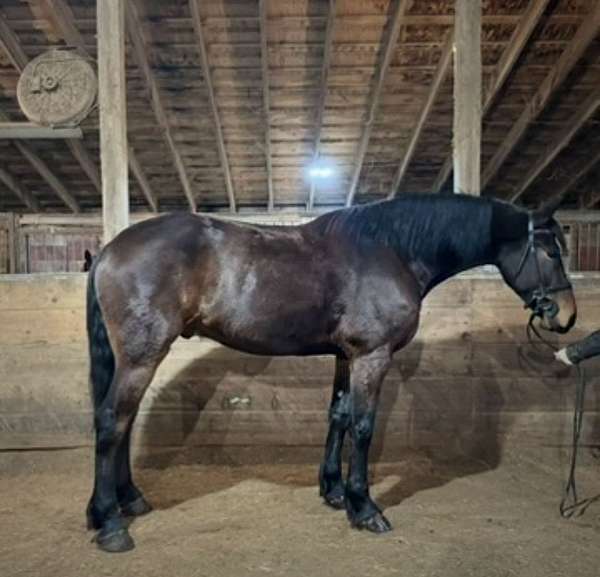 all-around-friesian-horse