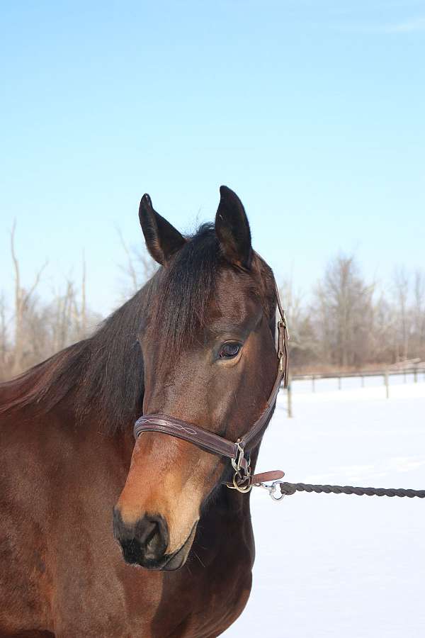 beginner-friesian-horse