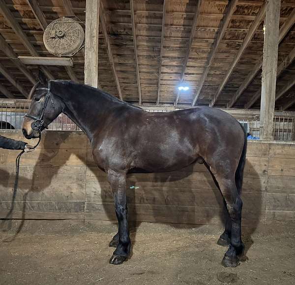 draft-friesian-horse