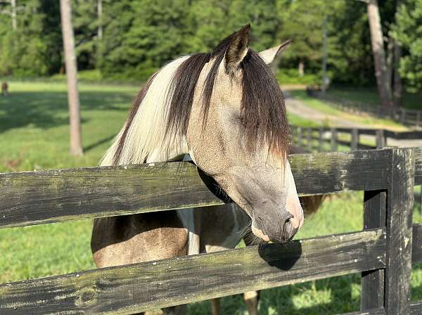 2-year-old-tennessee-walking-horse