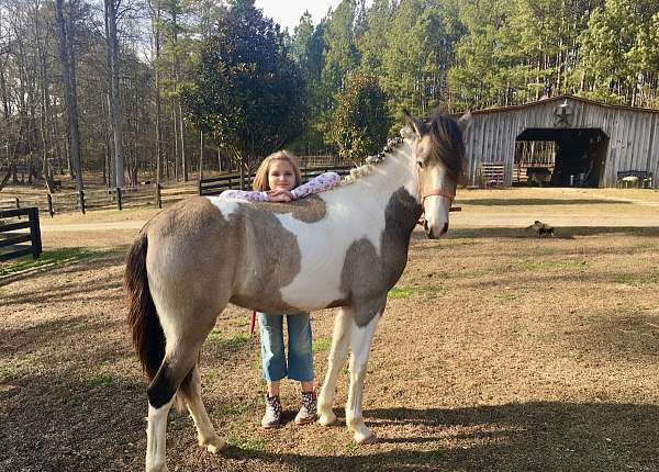 durable-tennessee-walking-horse