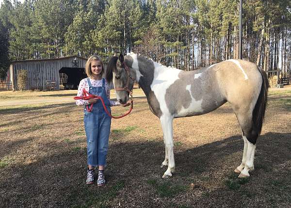 georgia-tennessee-walking-horse