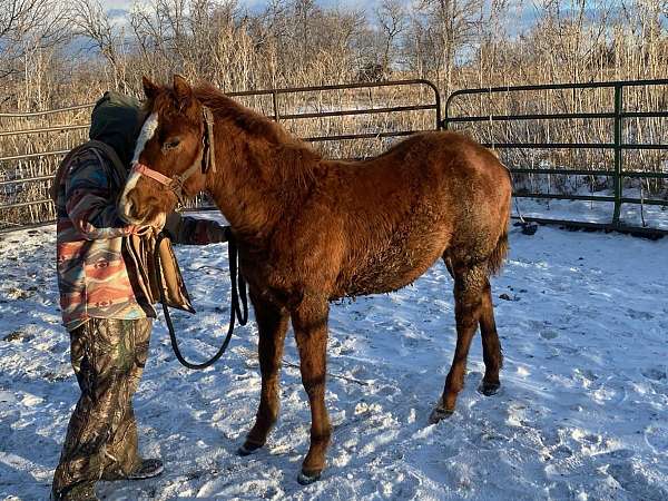 working-show-pedigree-quarter-horse