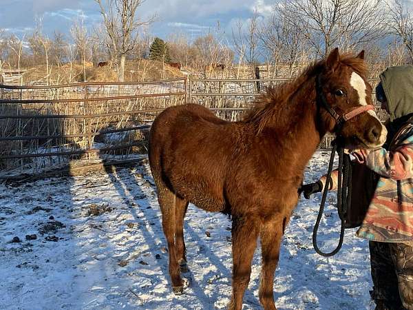 easy-learner-quarter-horse