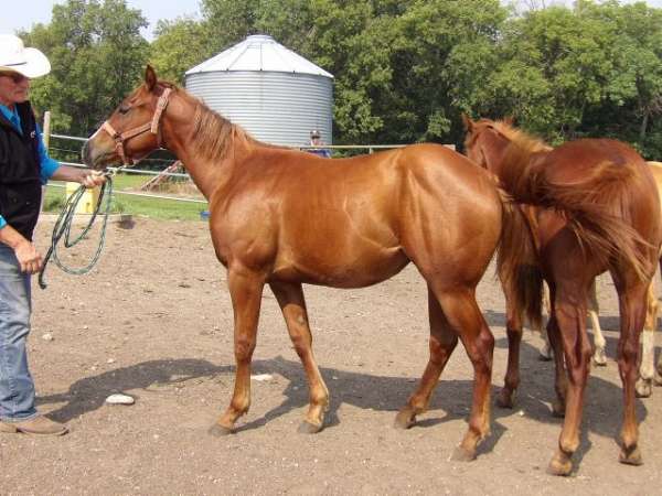 working-show-pedigree-quarter-horse