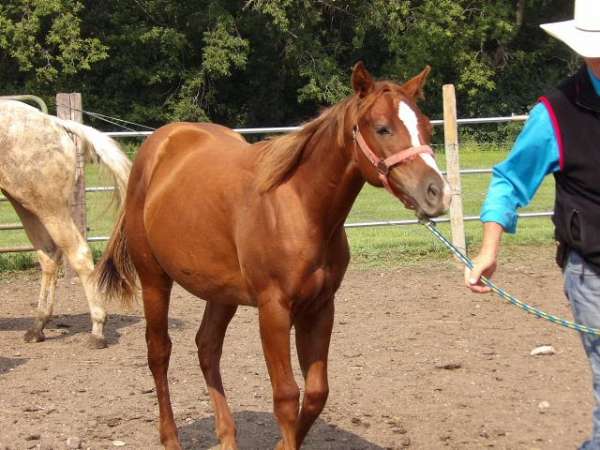 easy-learner-quarter-horse