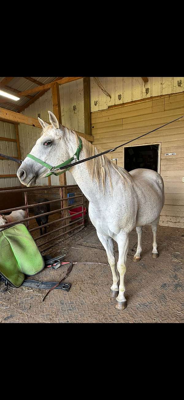 quarter-horse-for-sale