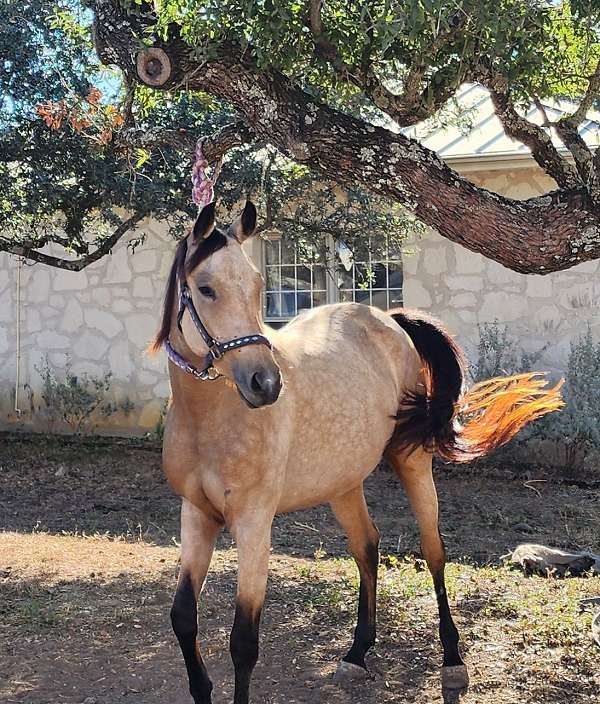 buckskin-aha-aqha-mare-broodmare