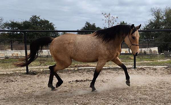 barrel-endurance-mare-broodmare