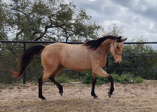 buckskin-barrel-endurance-horse