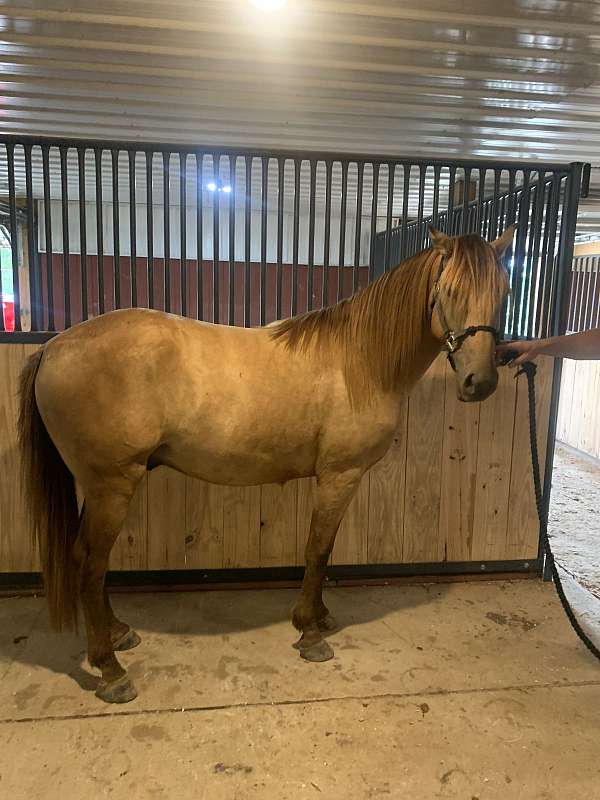 rocky-mountain-gelding