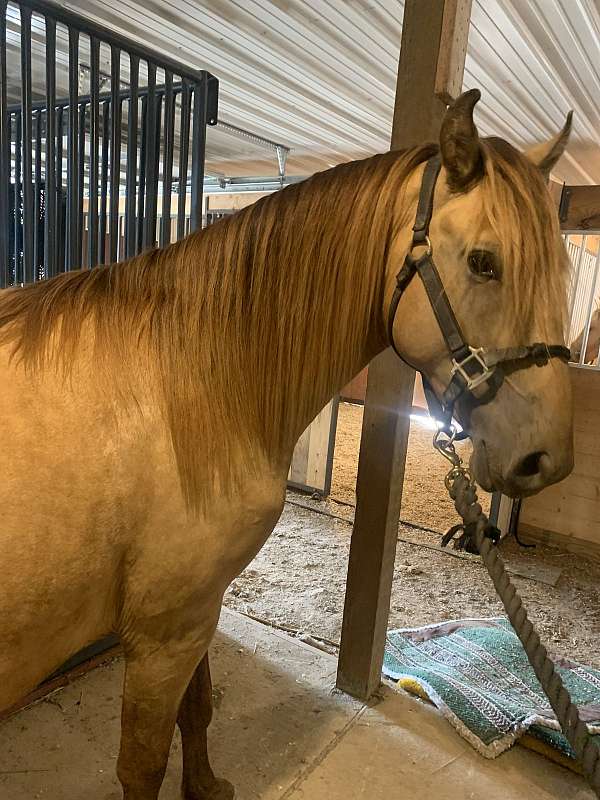 rocky-mountain-horse-for-sale