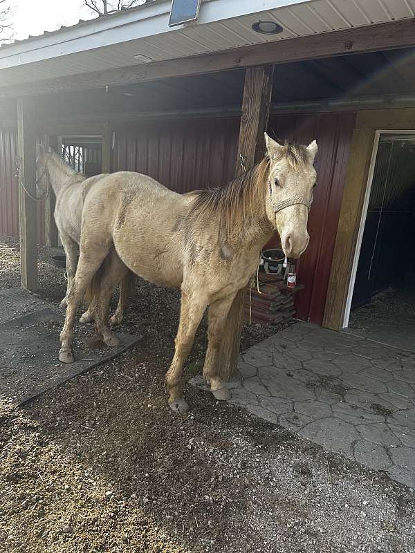 rocky-mountain-horse