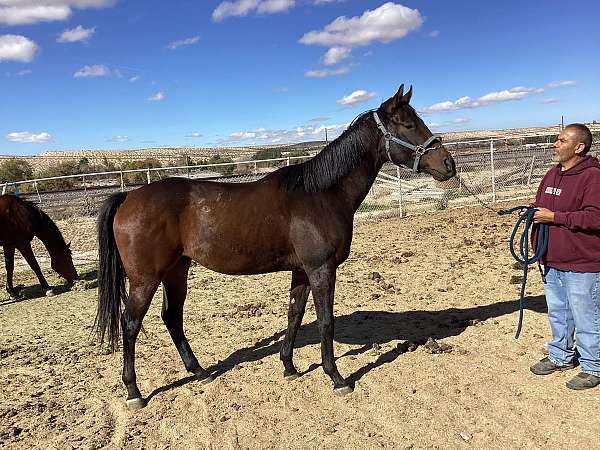 children-thoroughbred-horse