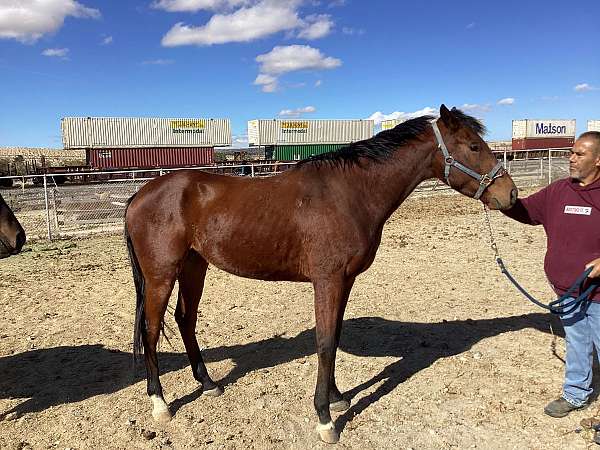 four-year-old-thoroughbred-horse