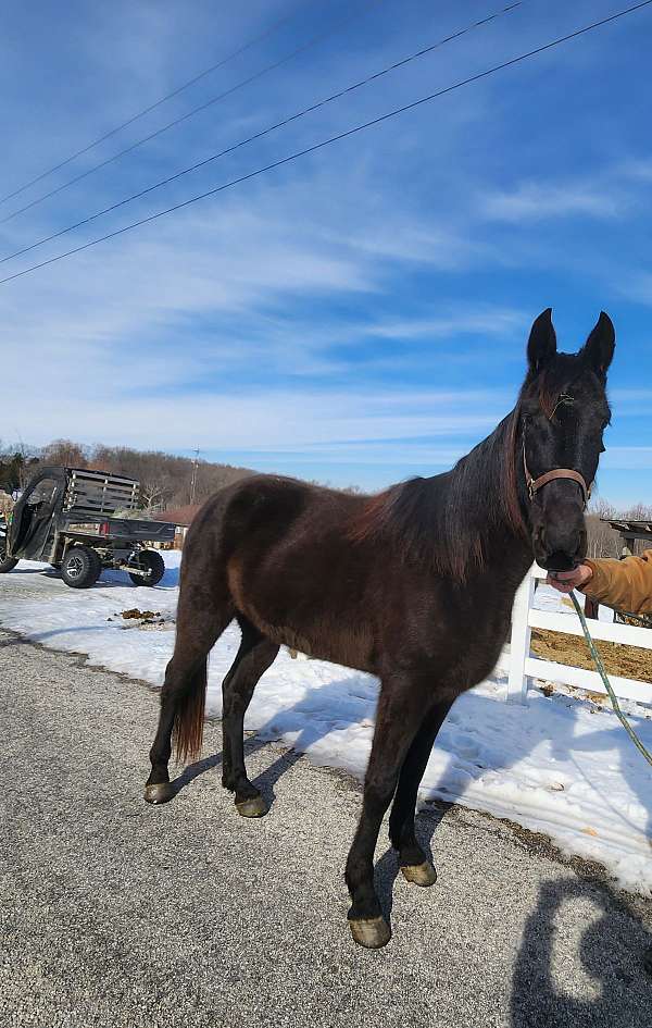 small-white-half-moon-on-forehead-horse