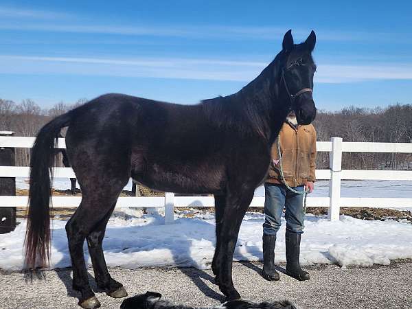 hof-tennessee-walking-horse