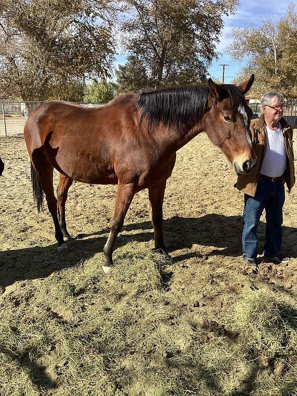 breeding-thoroughbred-horse