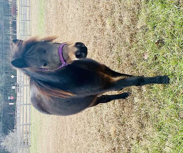 black-pony-broodmare