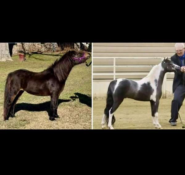 black-pony-broodmare