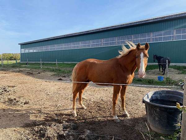 gaited-trail-riding-tennessee-walking-horse