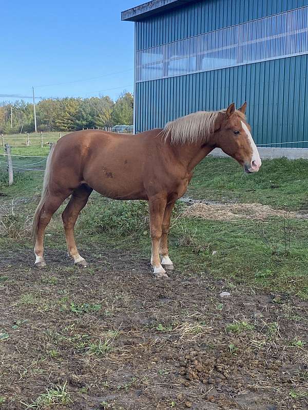 palomino-gaited-trail-riding-horse