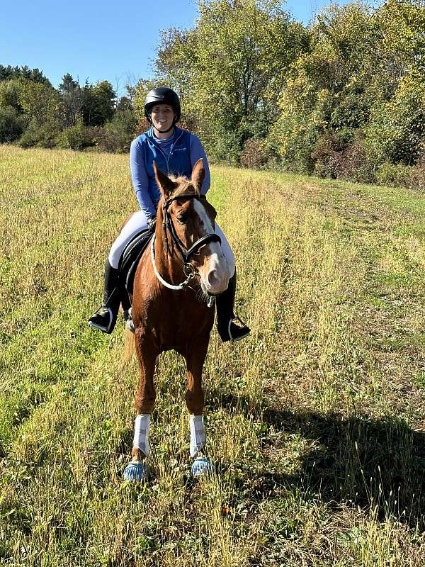 palomino-tennessee-walking-gelding