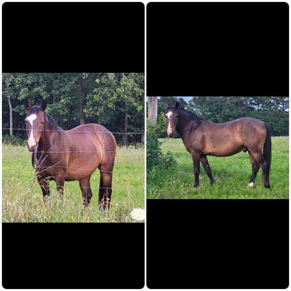 blm-mustang-pony-gelding