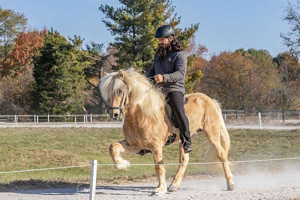 palomino-icelandic-stallion