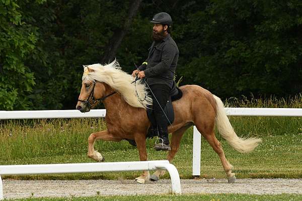 palomino-usihc-stallion