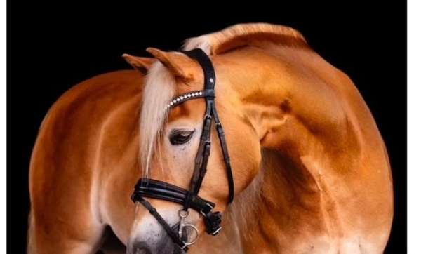 dressage-haflinger-horse