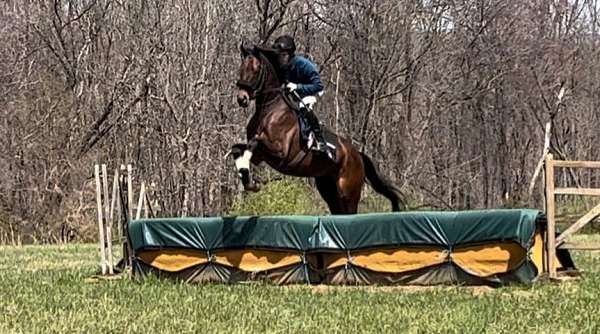 steeplechase-thoroughbred-horse