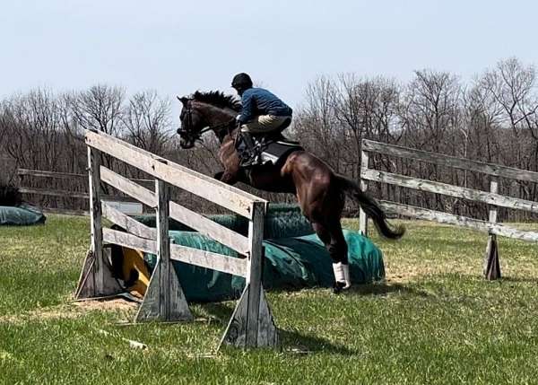 hurdler-horse