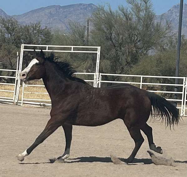 dressage-gelding