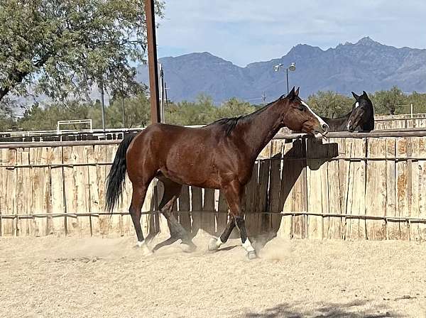 ranch-gelding