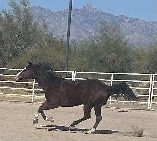 western-dressage-gelding