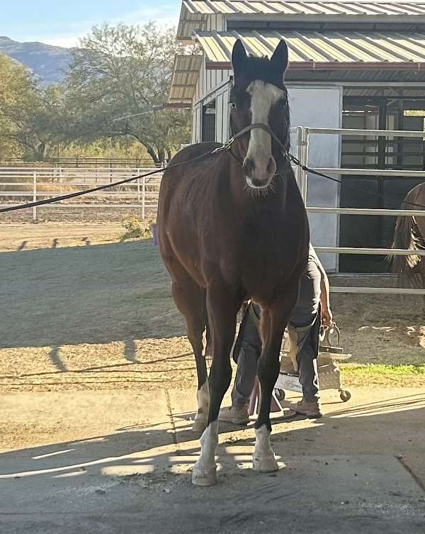 dressage-horse